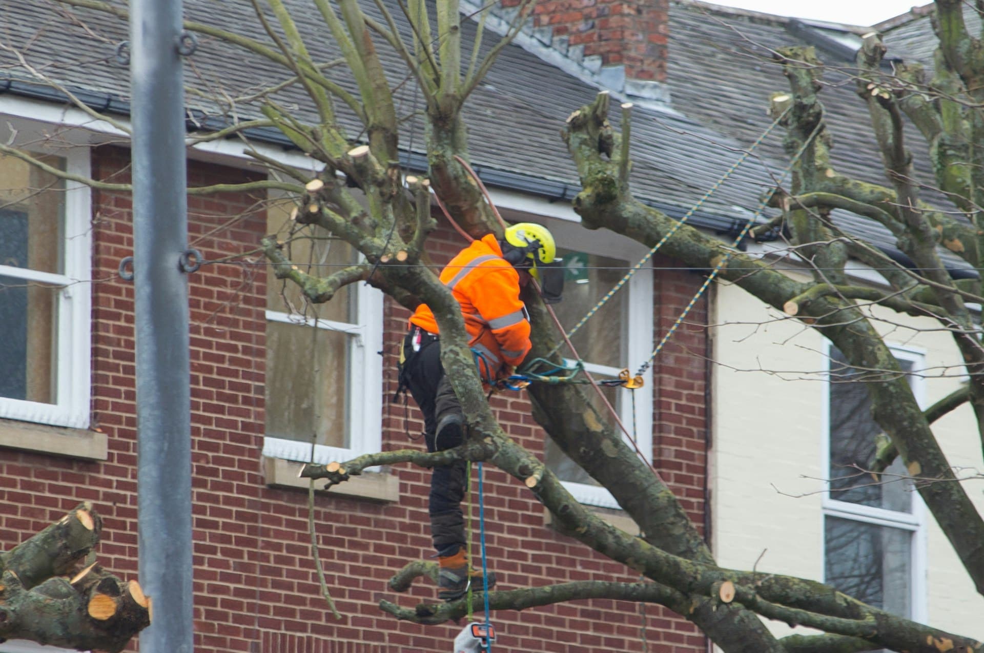 Boomverzorger snoeit een straatboom in een woonwijk
